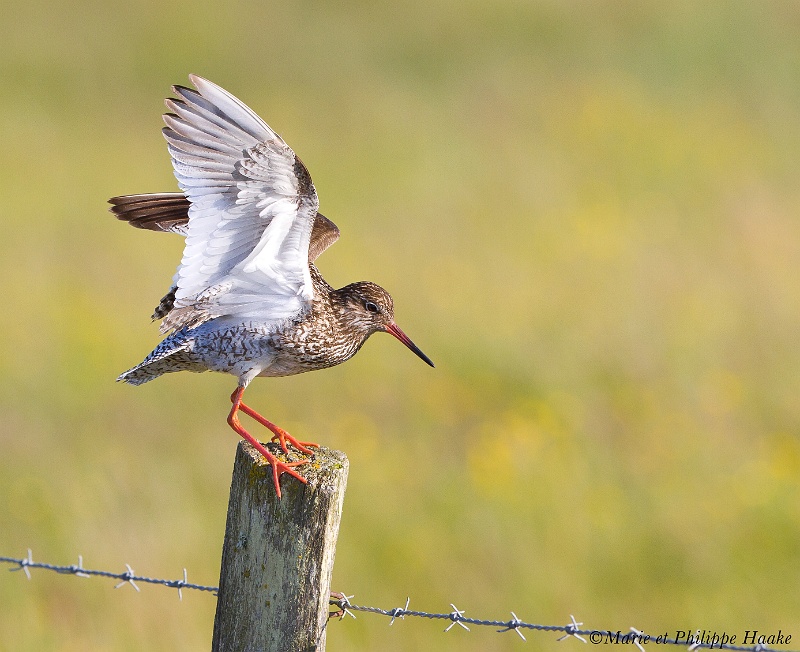 Chevalier gambette 0065_wm.jpg - Chevalier gambette, Common Redshank, Tringa totanus (Danemark, juin 2011)